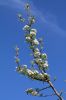 Filename=IMG_2375.JPG
Filesize=90KB
Dimensions=693x1040
Date added=Apr 20, 2015 IMG_2375.JPG